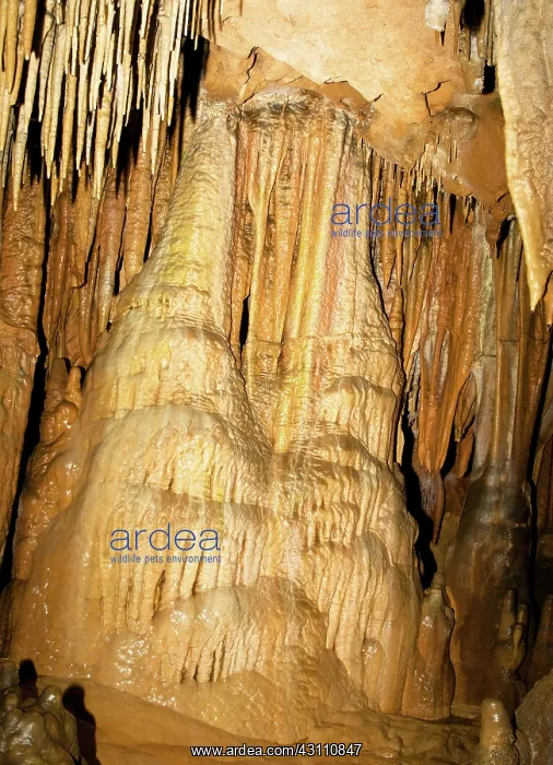 : Limestone Cascade Formation in Florida Caverns State Park : Limestone Cascade Formation in Florida Caverns State Park