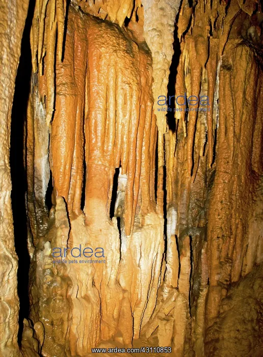 : Limestone Cascade Formation in Florida Caverns State Park : Limestone Cascade Formation in Florida Caverns State Park