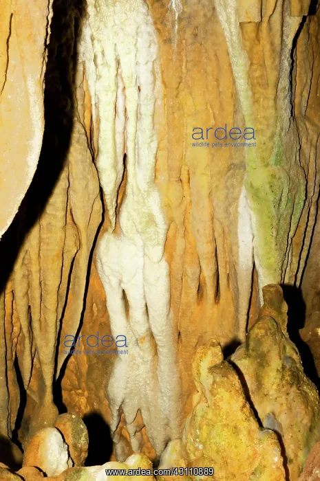 : Limestone Cascades in Florida Caverns State Park : Limestone Cascades in Florida Caverns State Park