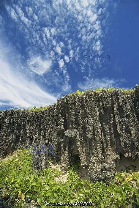 : Limestone Cliff, Australia : Limestone Cliff, Australia