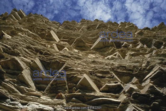 : Limestone Cliff in Texas : Limestone Cliff in Texas