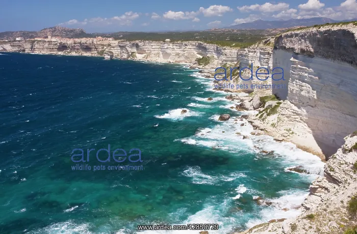 : Limestone cliffs at Bonifacio on the south-western : Limestone cliffs at Bonifacio on the south-western