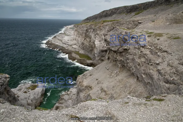 : Limestone cliffs at Burnt Cape : Limestone cliffs at Burnt Cape