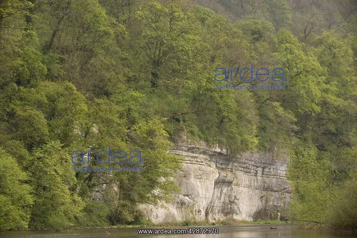 : Limestone cliffs and natural woodland along the River Wye : Limestone cliffs and natural woodland along the River Wye