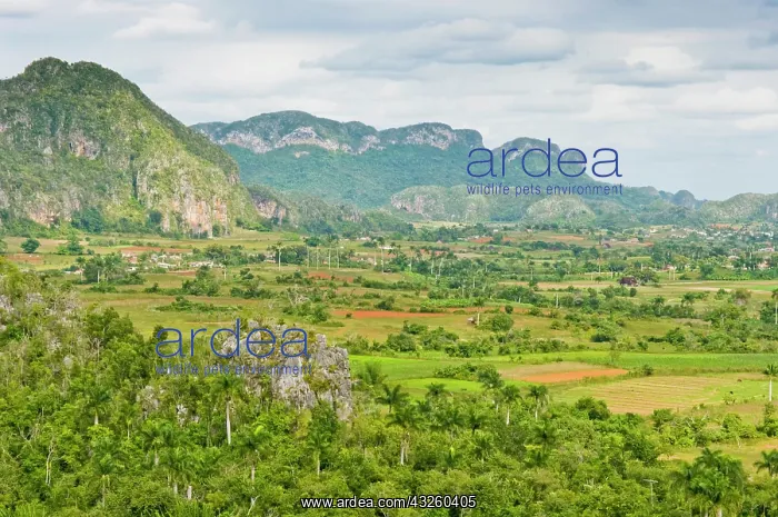 : The limestone cliffs of the Vinales Valley : The limestone cliffs of the Vinales Valley