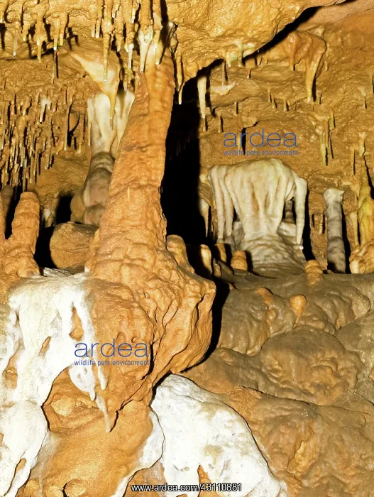 : Limestone Column in Florida Caverns State Park : Limestone Column in Florida Caverns State Park