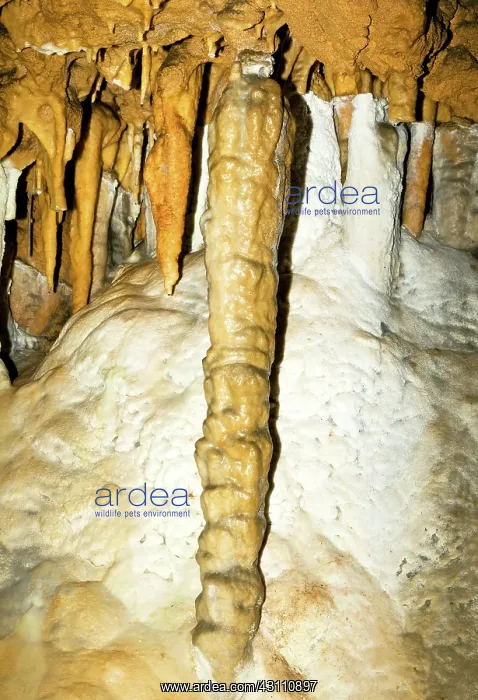 : Limestone Column in Florida Caverns State Park : Limestone Column in Florida Caverns State Park