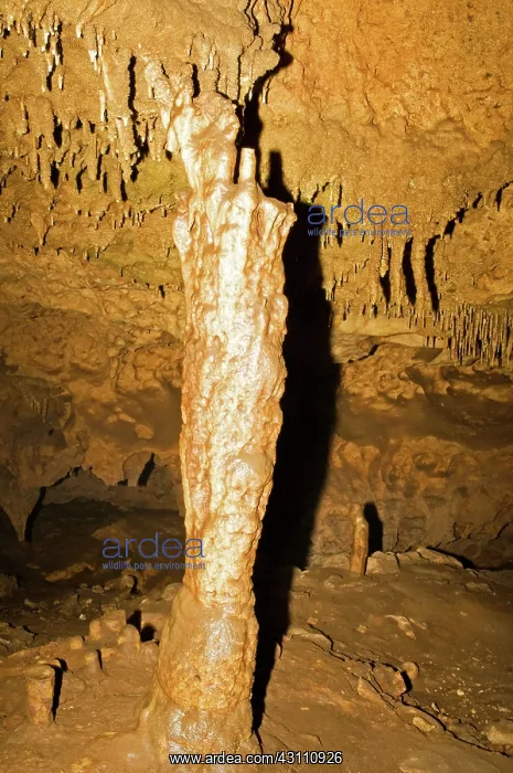 : Limestone Column in Florida Caverns State Park : Limestone Column in Florida Caverns State Park