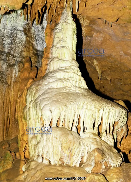 : Limestone Column Formation in Florida Caverns State Park : Limestone Column Formation in Florida Caverns State Park
