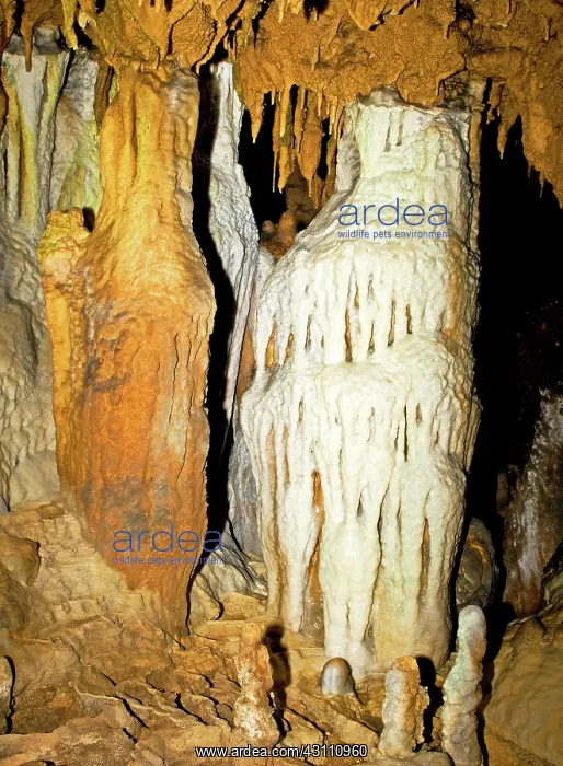 : Limestone Column Formations in Florida Caverns State Park : Limestone Column Formations in Florida Caverns State Park
