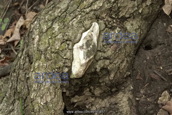 : Limestone Embedded in a Tree Trunk : Limestone Embedded in a Tree Trunk
