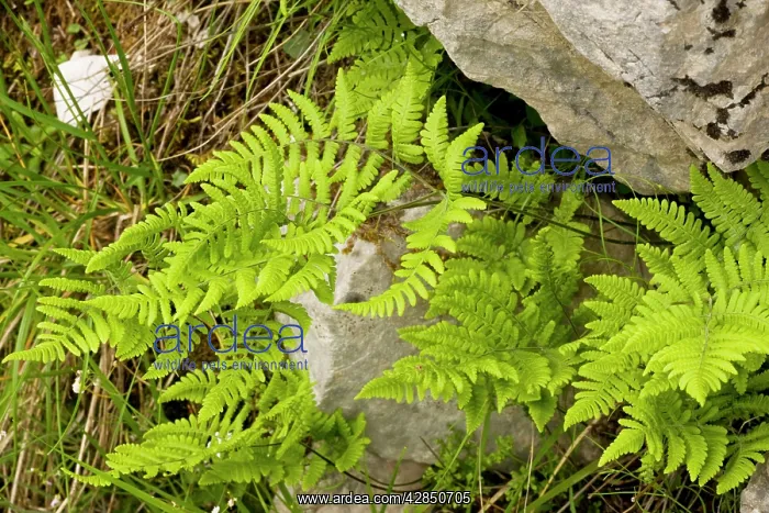 : Limestone fern in crevice in limestone : Limestone fern in crevice in limestone