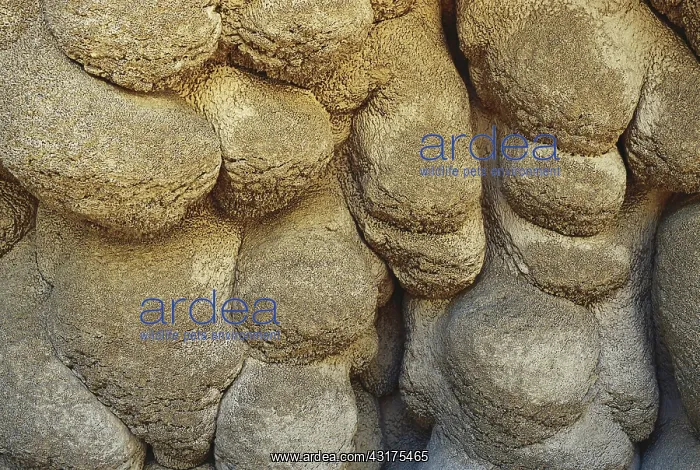 : Limestone Formation : Limestone Formation