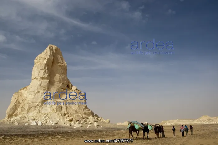 : Limestone formation in the white desert Egypt : Limestone formation in the white desert Egypt