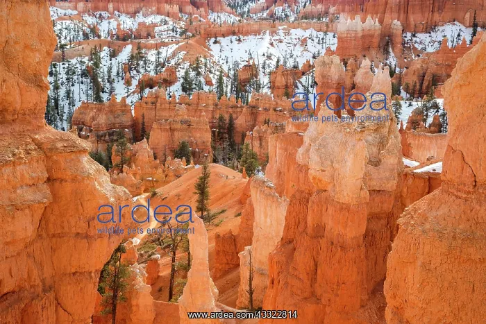 : Limestone formations in Bryce canyon, Utah, USA : Limestone formations in Bryce canyon, Utah, USA