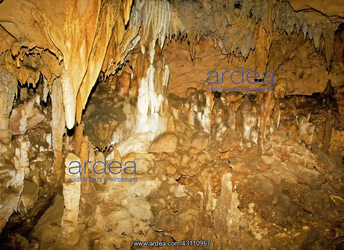 : Limestone Formations in Florida Caverns State Park : Limestone Formations in Florida Caverns State Park