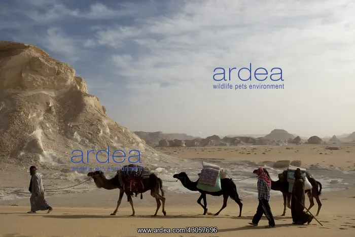  : Limestone formations White Desert Eastern Sahara Egypt