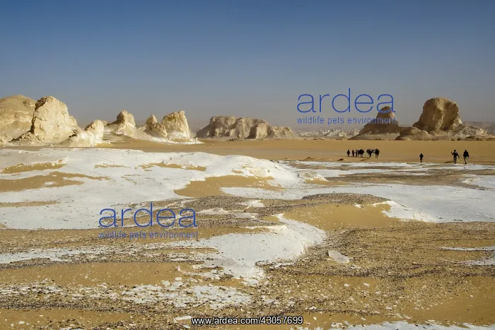  : Limestone formations White Desert Eastern Sahara Egypt
