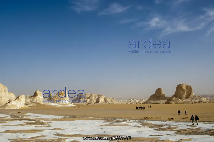 : Limestone formations White Desert Eastern Sahara Egypt : Limestone formations White Desert Eastern Sahara Egypt