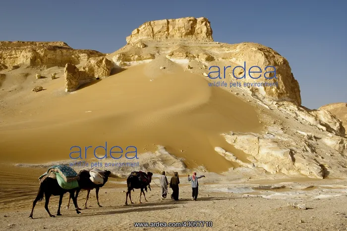 : Limestone formations White Desert Eastern Sahara Egypt : Limestone formations White Desert Eastern Sahara Egypt