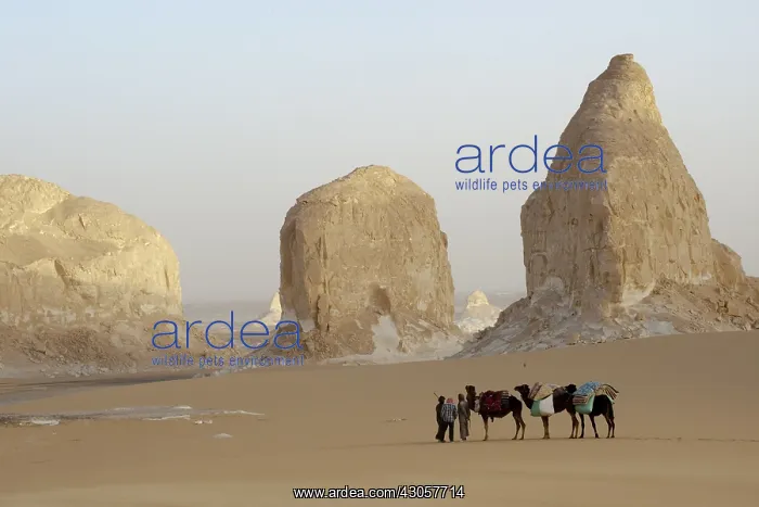 : Limestone formations White Desert Eastern Sahara Egypt : Limestone formations White Desert Eastern Sahara Egypt