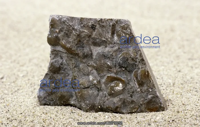 : Limestone With Fossils : Limestone With Fossils