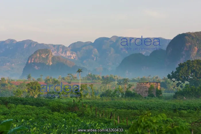 : Limestone hill, farming land in morning : Limestone hill, farming land in morning