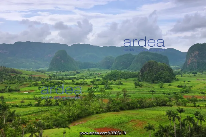 : Limestone hill and farming land in Vinales : Limestone hill and farming land in Vinales