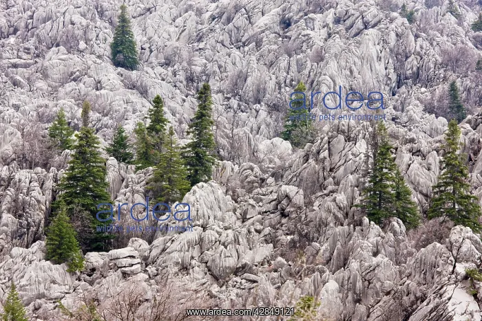 : Limestone Karst landscape, with remnants of coniferous : Limestone Karst landscape, with remnants of coniferous