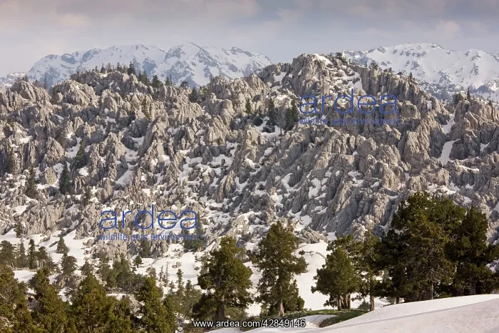 : Limestone Karst landscape, with remnants of coniferous : Limestone Karst landscape, with remnants of coniferous