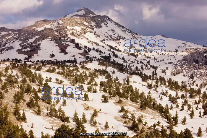: Limestone Karst landscape, with remnants of coniferous : Limestone Karst landscape, with remnants of coniferous