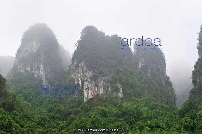 : Limestone Karst Mountains - habitat of White-headed : Limestone Karst Mountains - habitat of White-headed