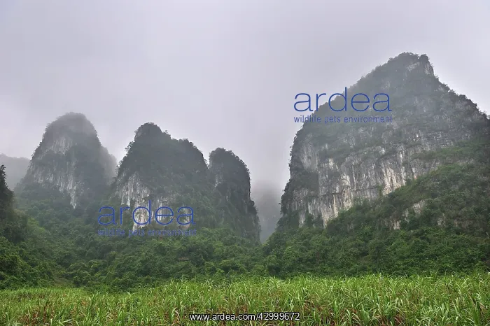 : Limestone Karst Mountains - habitat of White-headed : Limestone Karst Mountains - habitat of White-headed