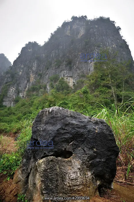 : Limestone Karst Mountains - habitat of White-headed : Limestone Karst Mountains - habitat of White-headed