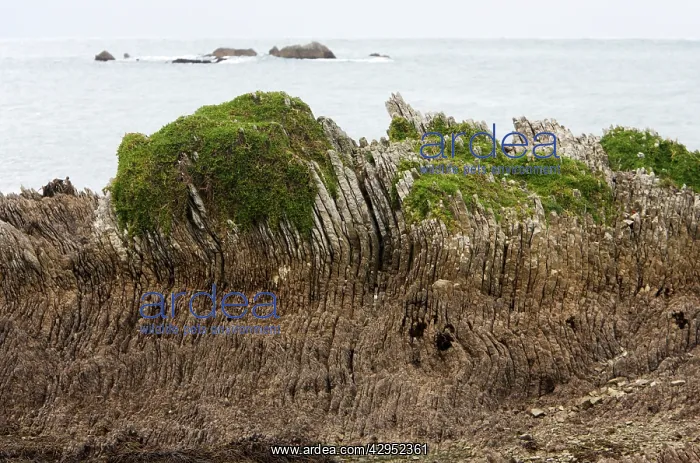: Limestone layers, folded and upthrusted as a consequence : Limestone layers, folded and upthrusted as a consequence