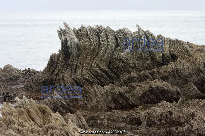 : Limestone layers, folded and upthrusted as a consequence : Limestone layers, folded and upthrusted as a consequence