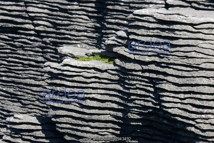 : Limestone outcrops on cliffs : Limestone outcrops on cliffs