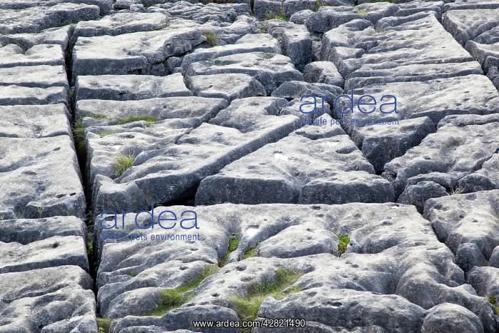 : Limestone Pavement : Limestone Pavement