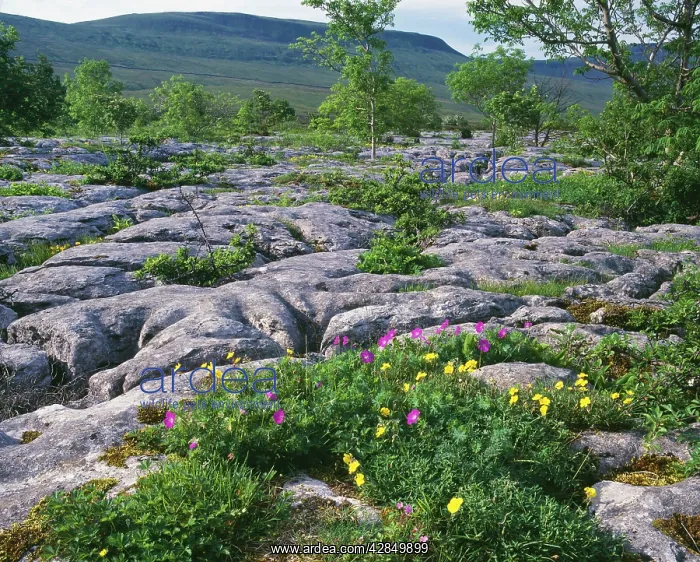 : Limestone Pavement : Limestone Pavement