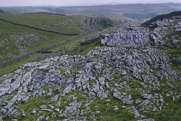 : Limestone Pavement in England : Limestone Pavement in England