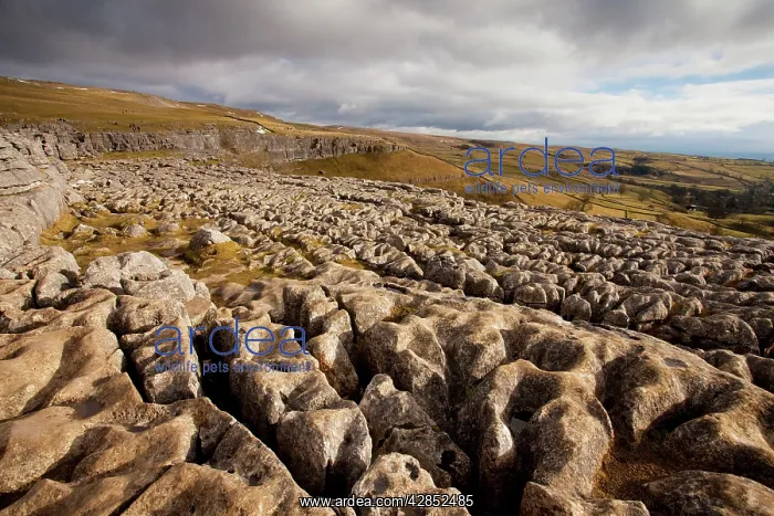 : Limestone pavement above Malham Cove : Limestone pavement above Malham Cove