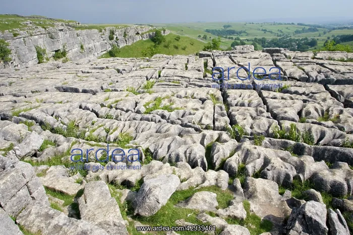 : Limestone pavement above Malham Cove : Limestone pavement above Malham Cove
