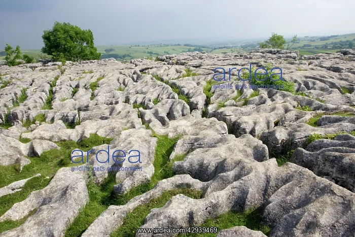 : Limestone pavement above Malham Cove : Limestone pavement above Malham Cove