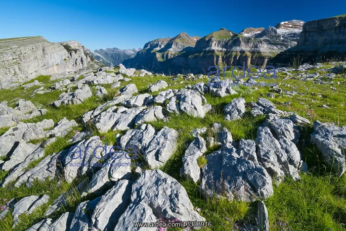 : Limestone pavement, Ordesa valley, Ordesa y Monte : Limestone pavement, Ordesa valley, Ordesa y Monte