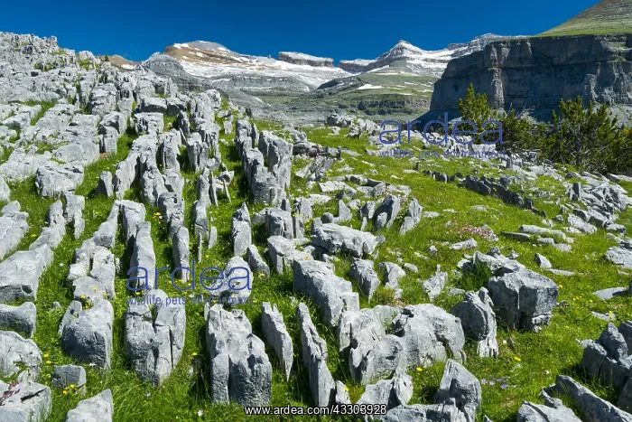 : Limestone pavement, Ordesa valley, Ordesa y Monte : Limestone pavement, Ordesa valley, Ordesa y Monte
