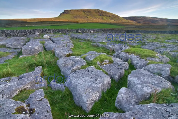 : Limestone pavement in front of Pan-Y-Ghent, Settle : Limestone pavement in front of Pan-Y-Ghent, Settle
