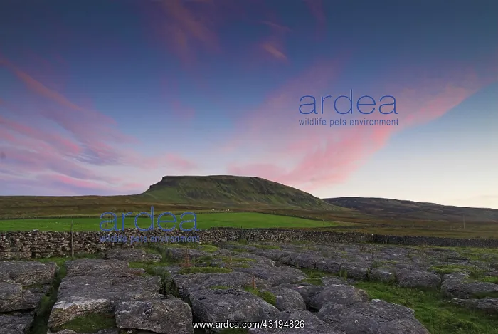 : Limestone and Pen-Y-Ghent against colourful morning : Limestone and Pen-Y-Ghent against colourful morning