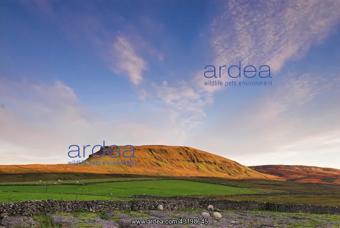 : Limestone and Pen-Y-Ghent against colourful morning : Limestone and Pen-Y-Ghent against colourful morning