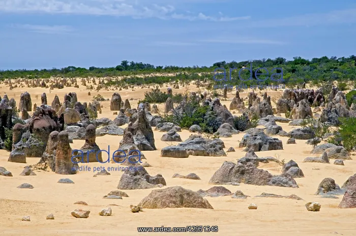 : Limestone pillars in the Pinnacle Desert : Limestone pillars in the Pinnacle Desert