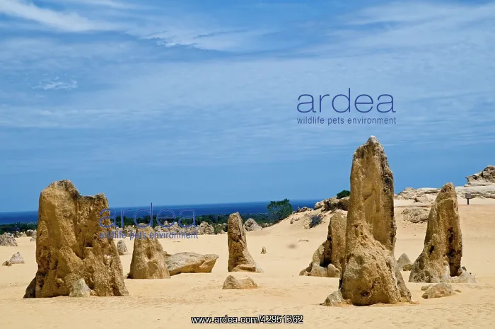 : Limestone pillars in the Pinnacle Desert : Limestone pillars in the Pinnacle Desert
